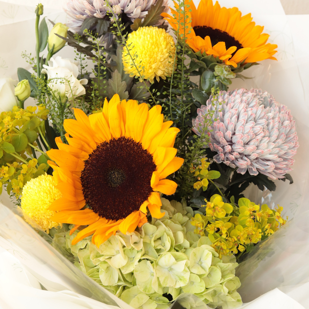 Suns Blooms