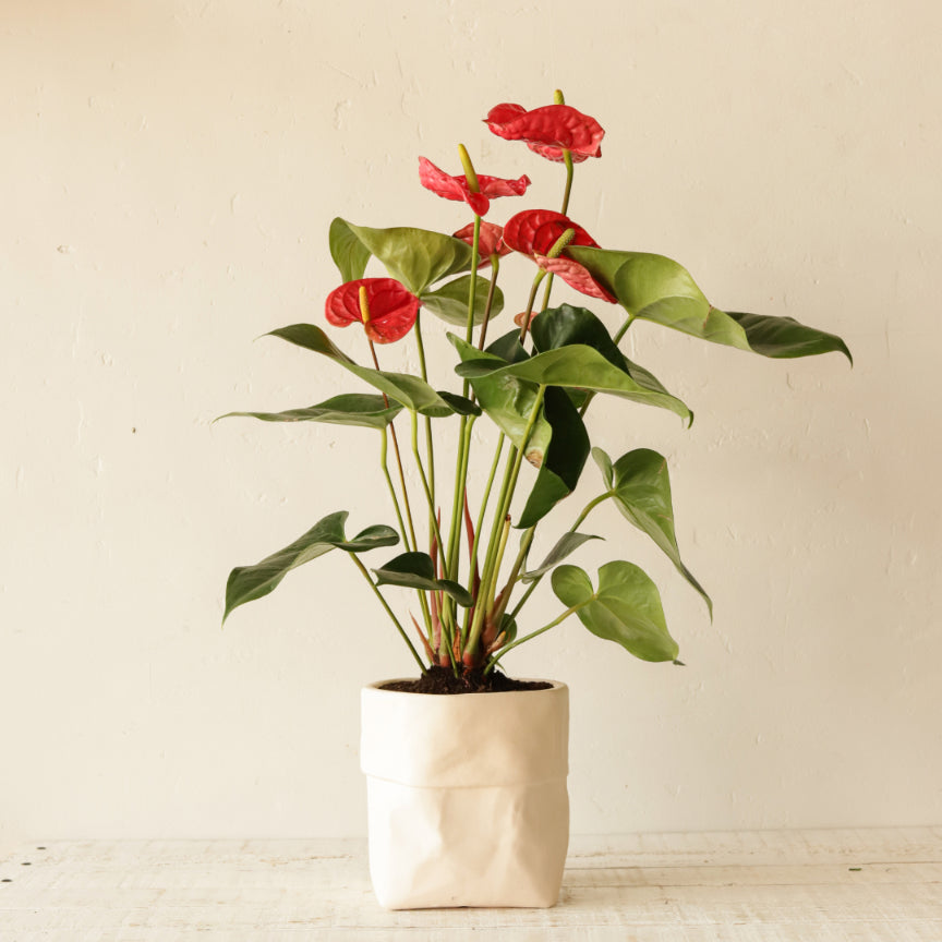 anthurium in arabic Flower & Arrangements in Dubai