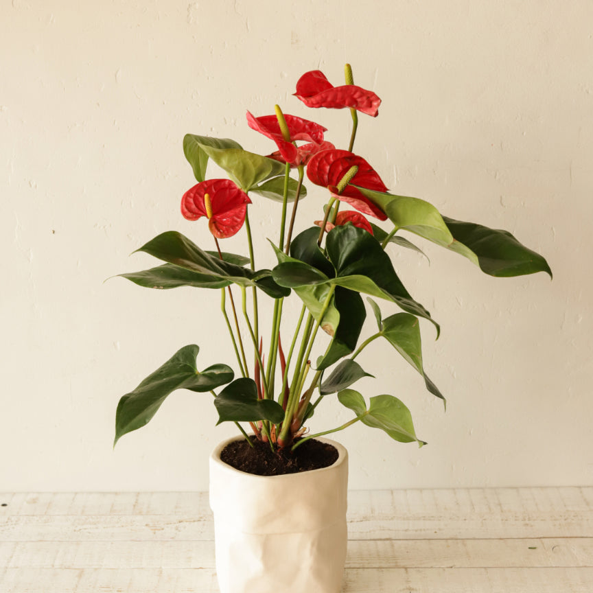 Anthurium