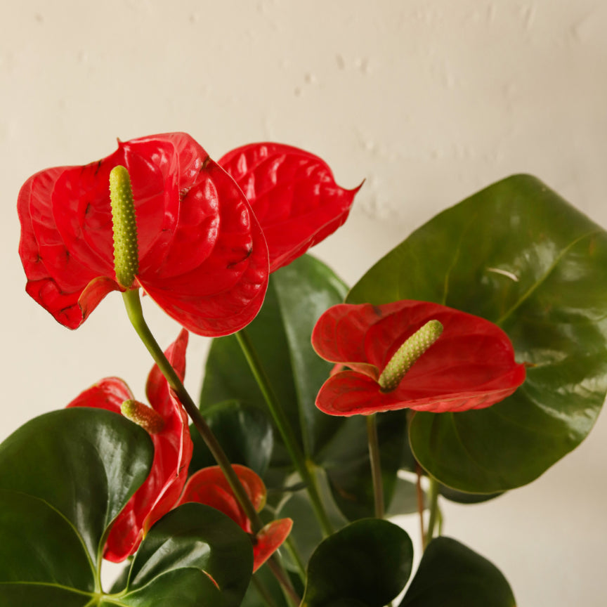 Anthurium