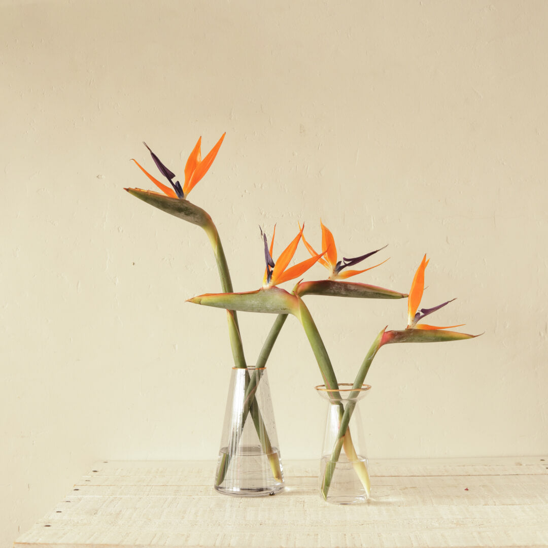 Fireside Foliage
