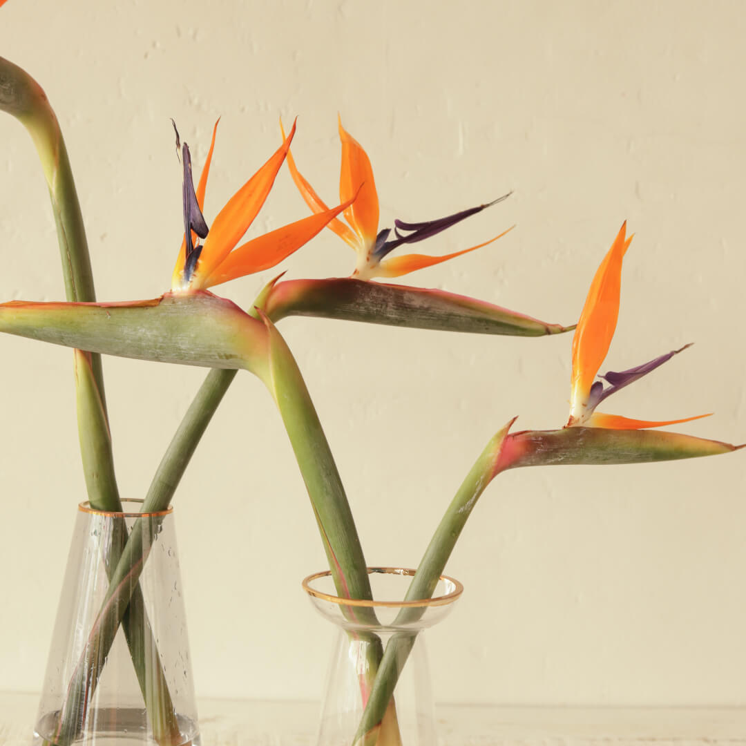 Fireside Foliage