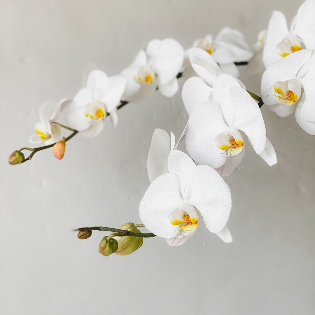 Orchid Blooms