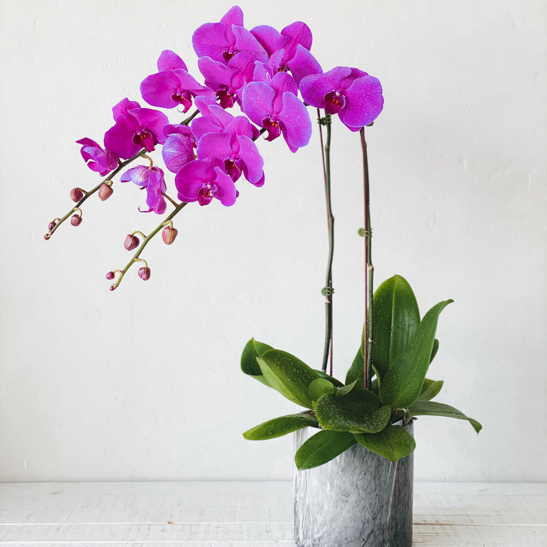 Orchid Treat
