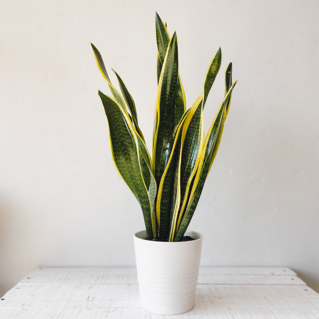 Sansevieria