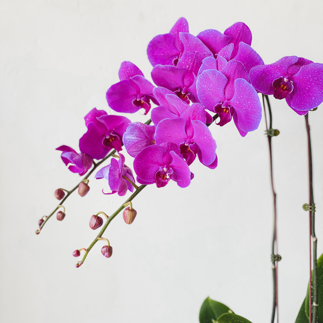 Orchid Treat
