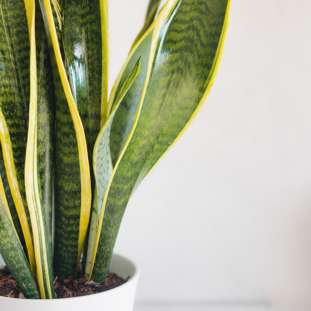 Sansevieria