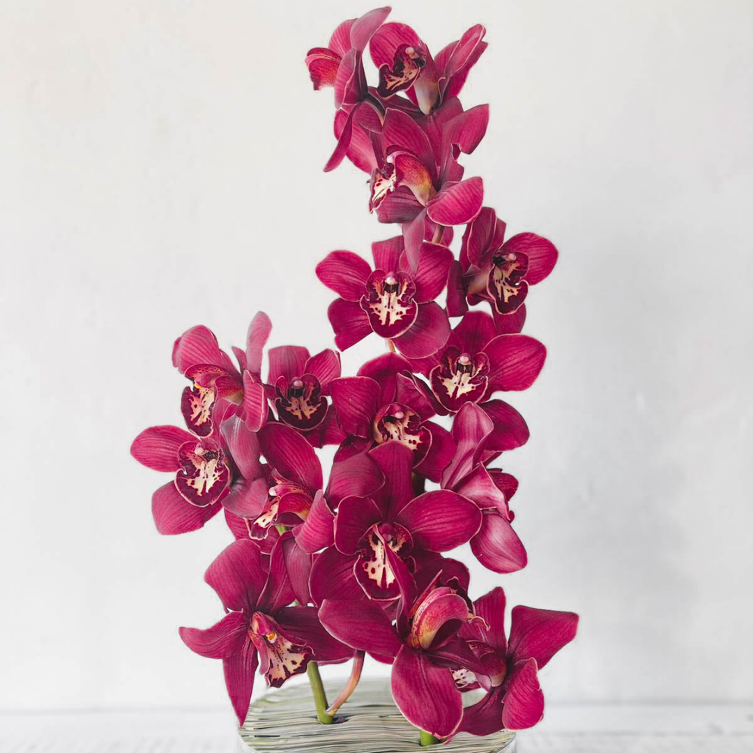 Stunning Cymbidium