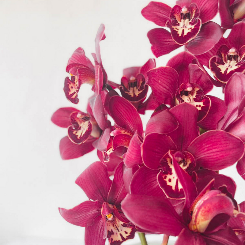 Stunning Cymbidium