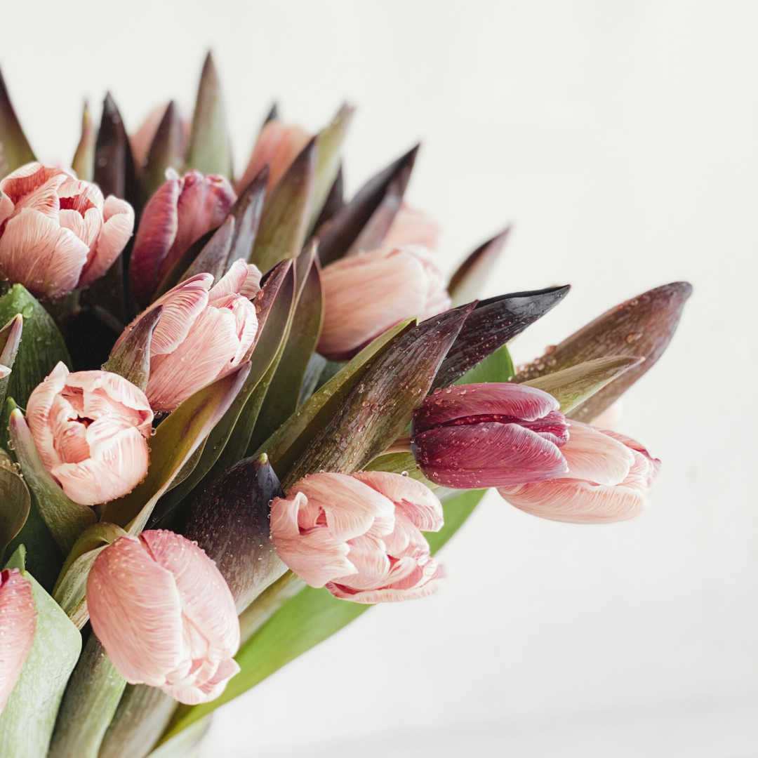 Tulips Forever