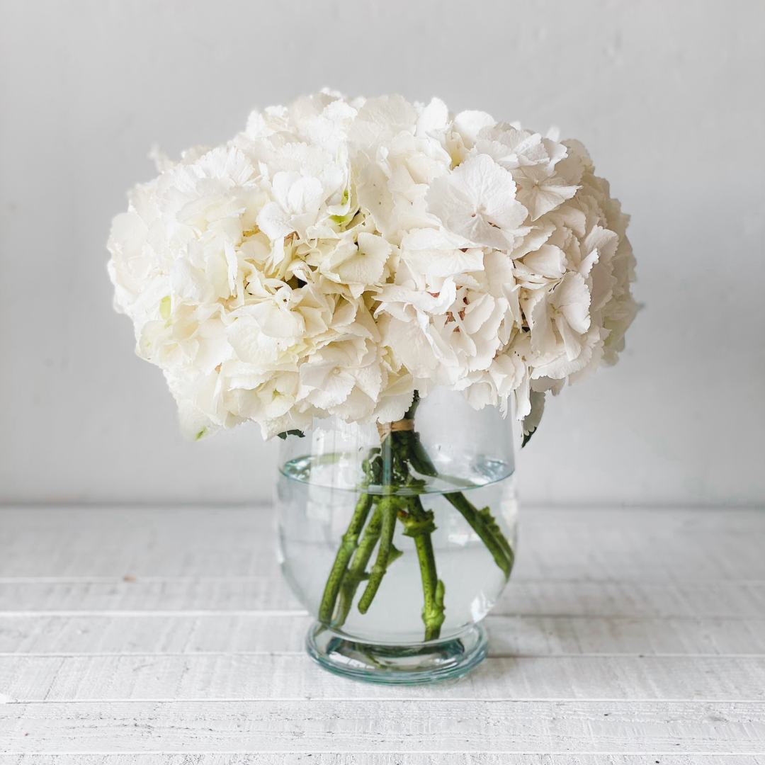 Hydrangea Modesty