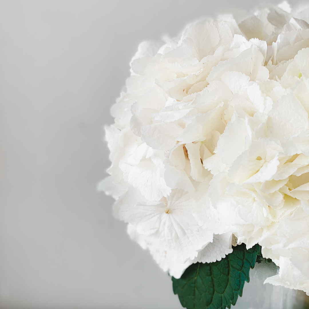 Hydrangea Modesty