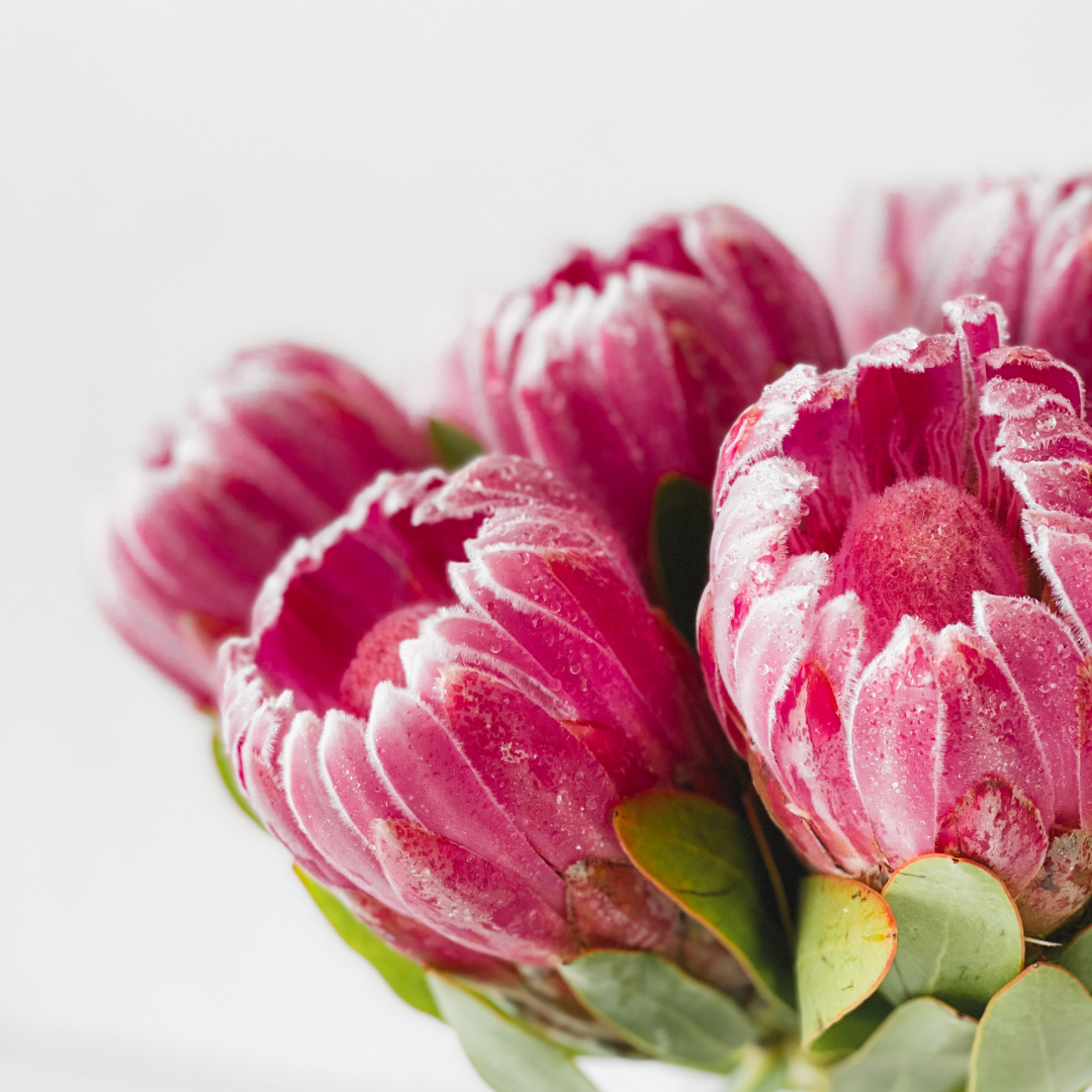 Magical Protea