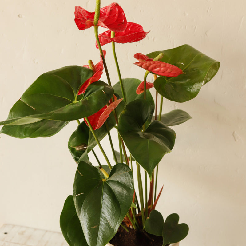 Anthurium