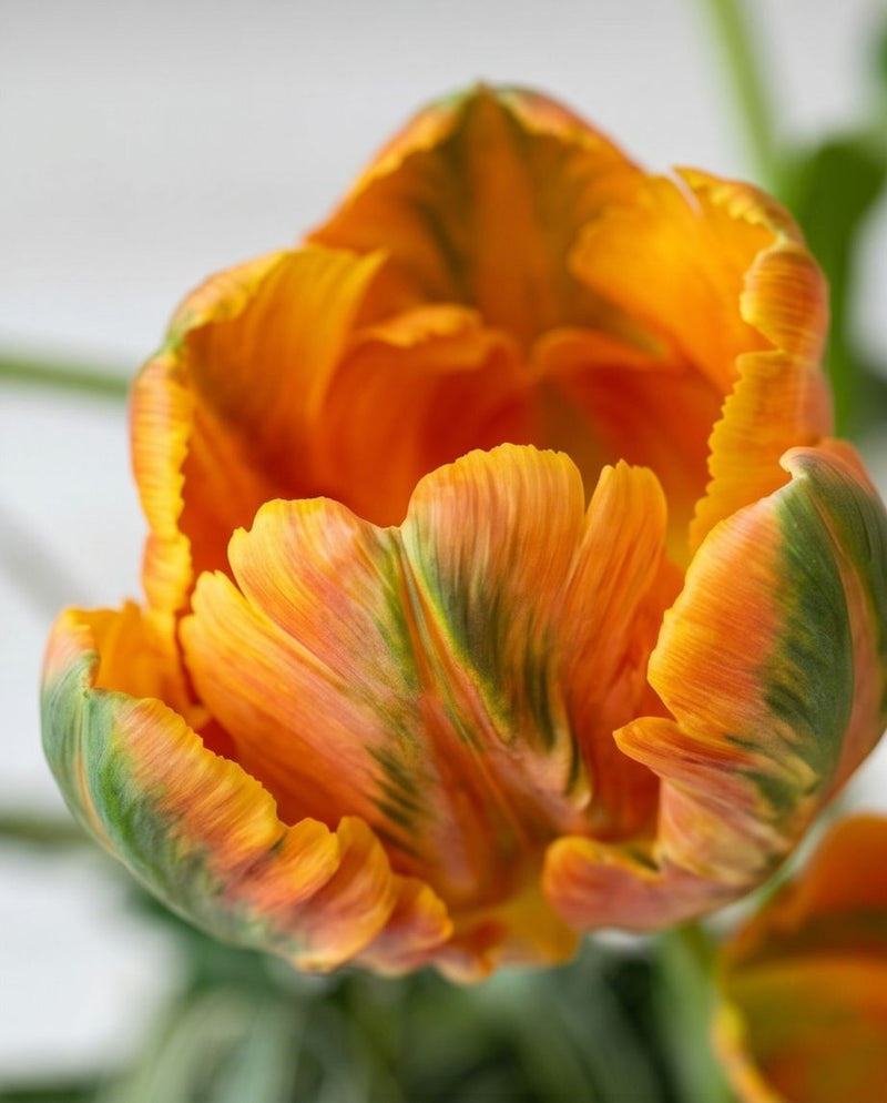 Sunlit Amber Tulip
