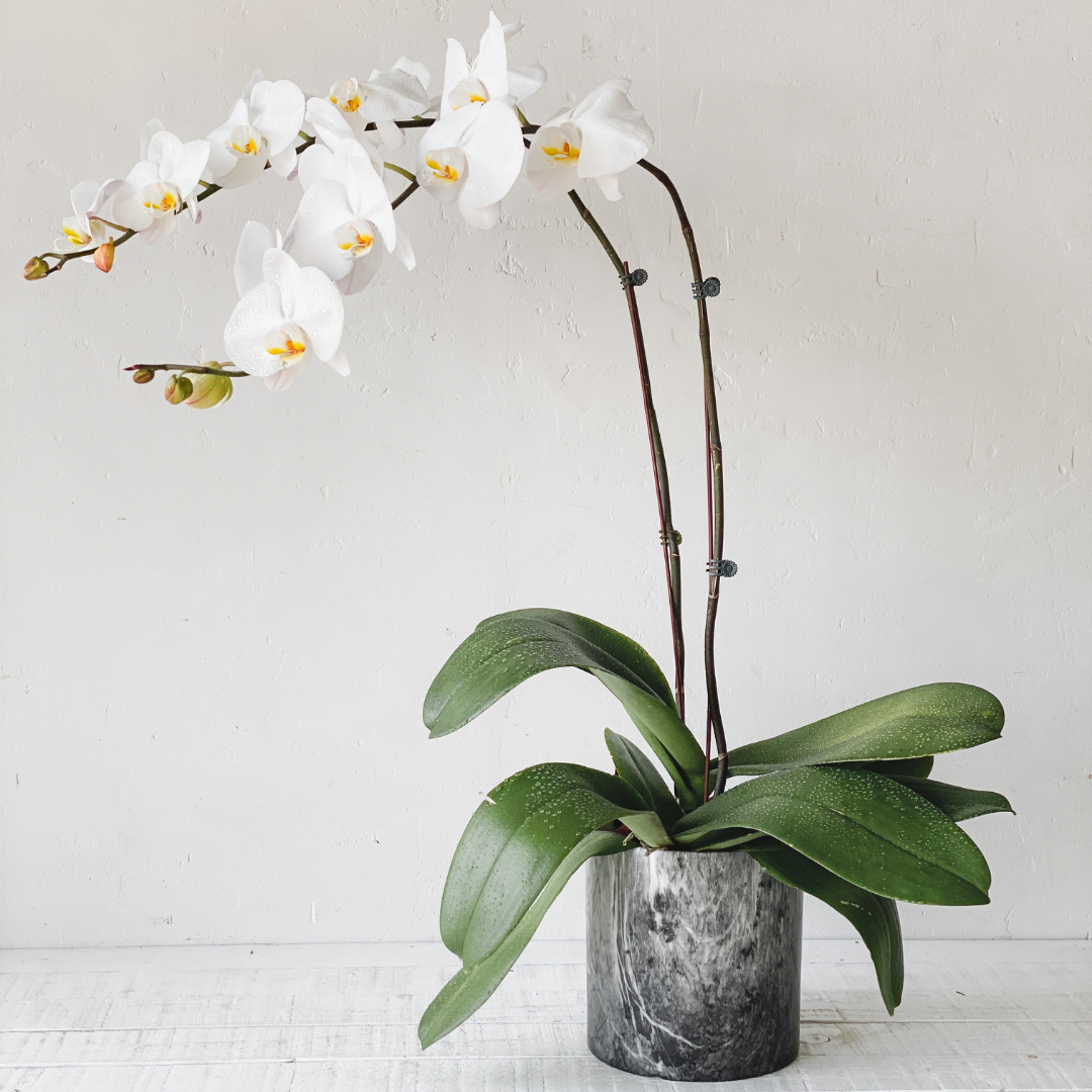 Orchid Blooms