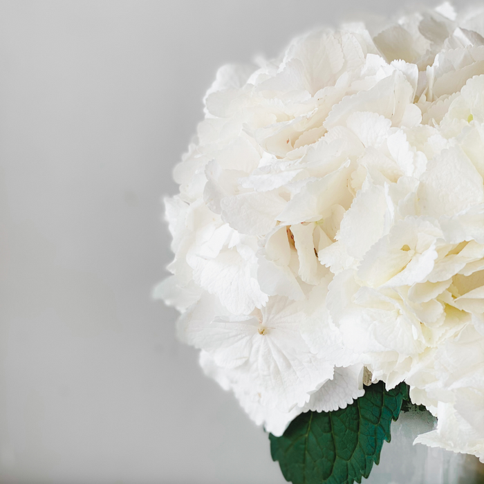 Hydrangea Modesty - Flower Delivery Sharjah – Cote Fleurs